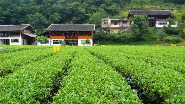 北川羌族自治县文化广电体育和旅游局最新领导,北川羌族自治县文化广电体育和旅游局最新领导团队概述